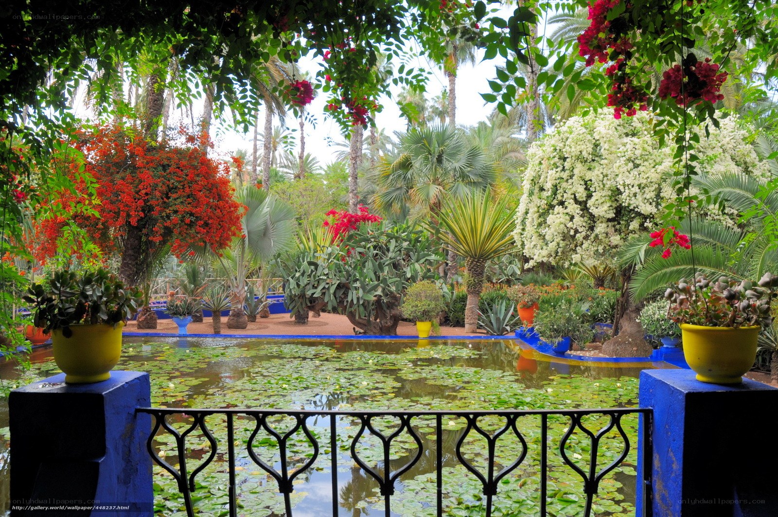 tropical garden with pond