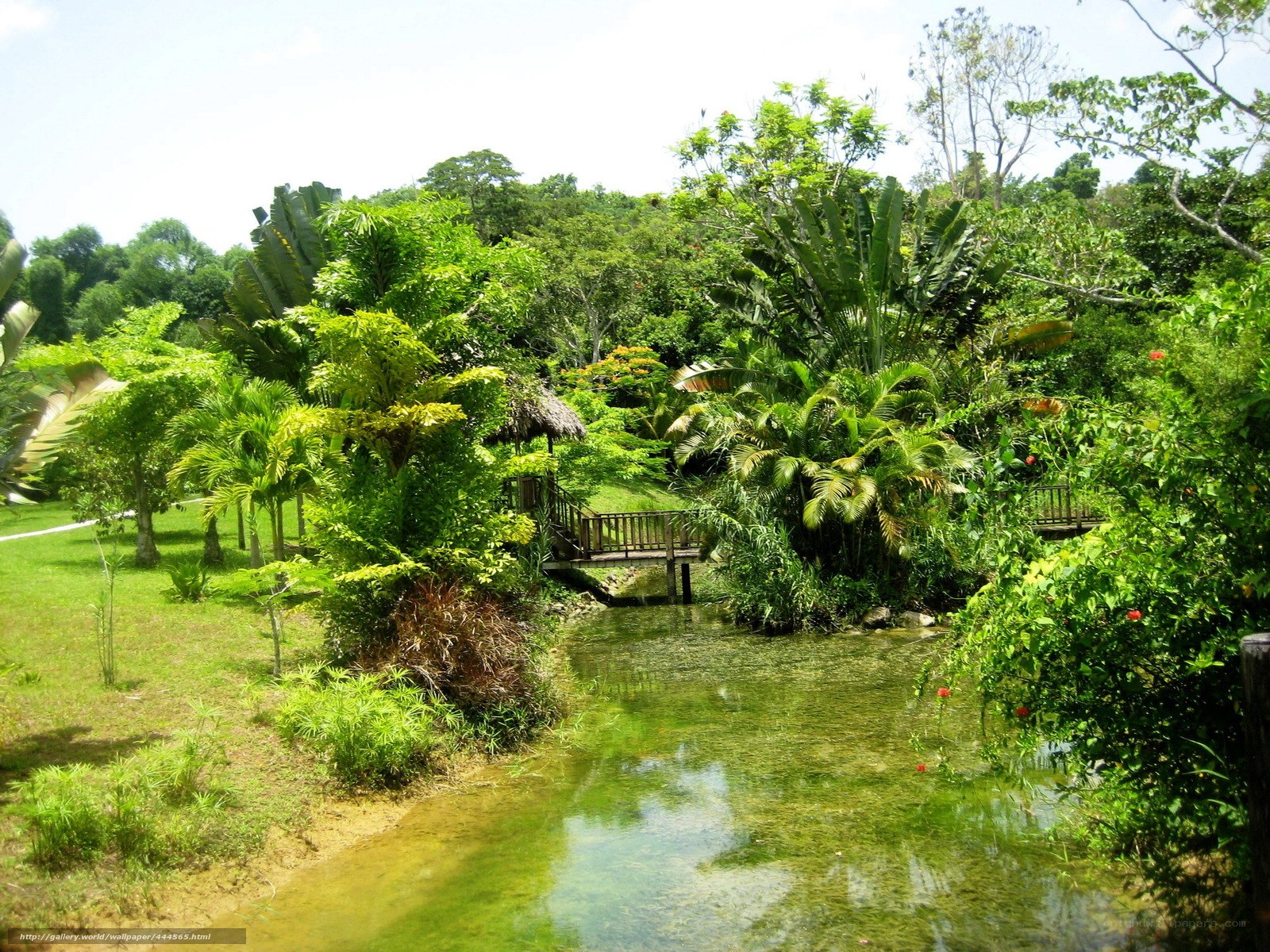 Tropical garden with pond and bridge