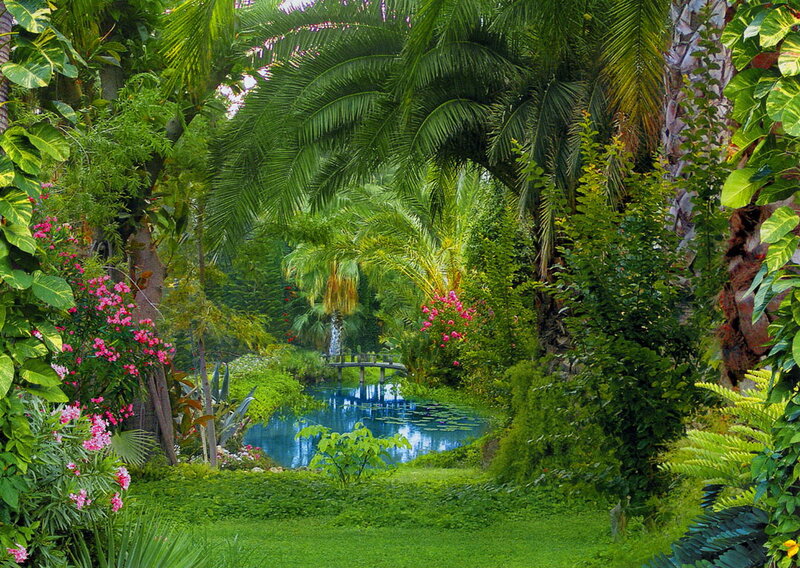 Tropical Garden with Pond — Green, Serene, Afternoon, Photograph