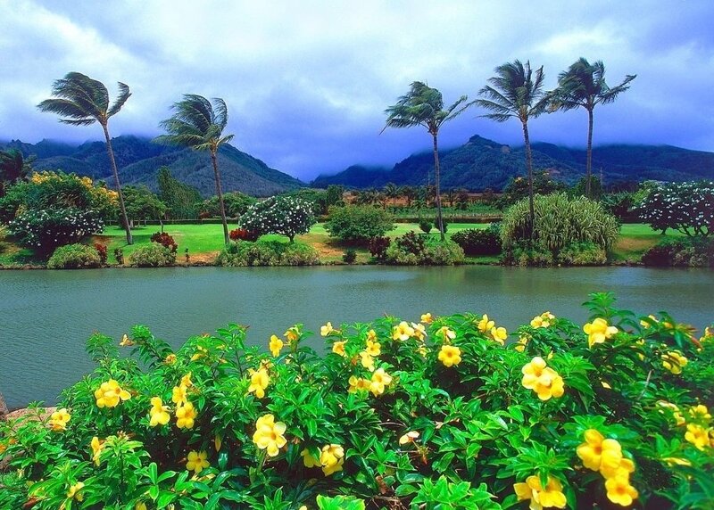 Tropical Garden with Pond — Green, Serene