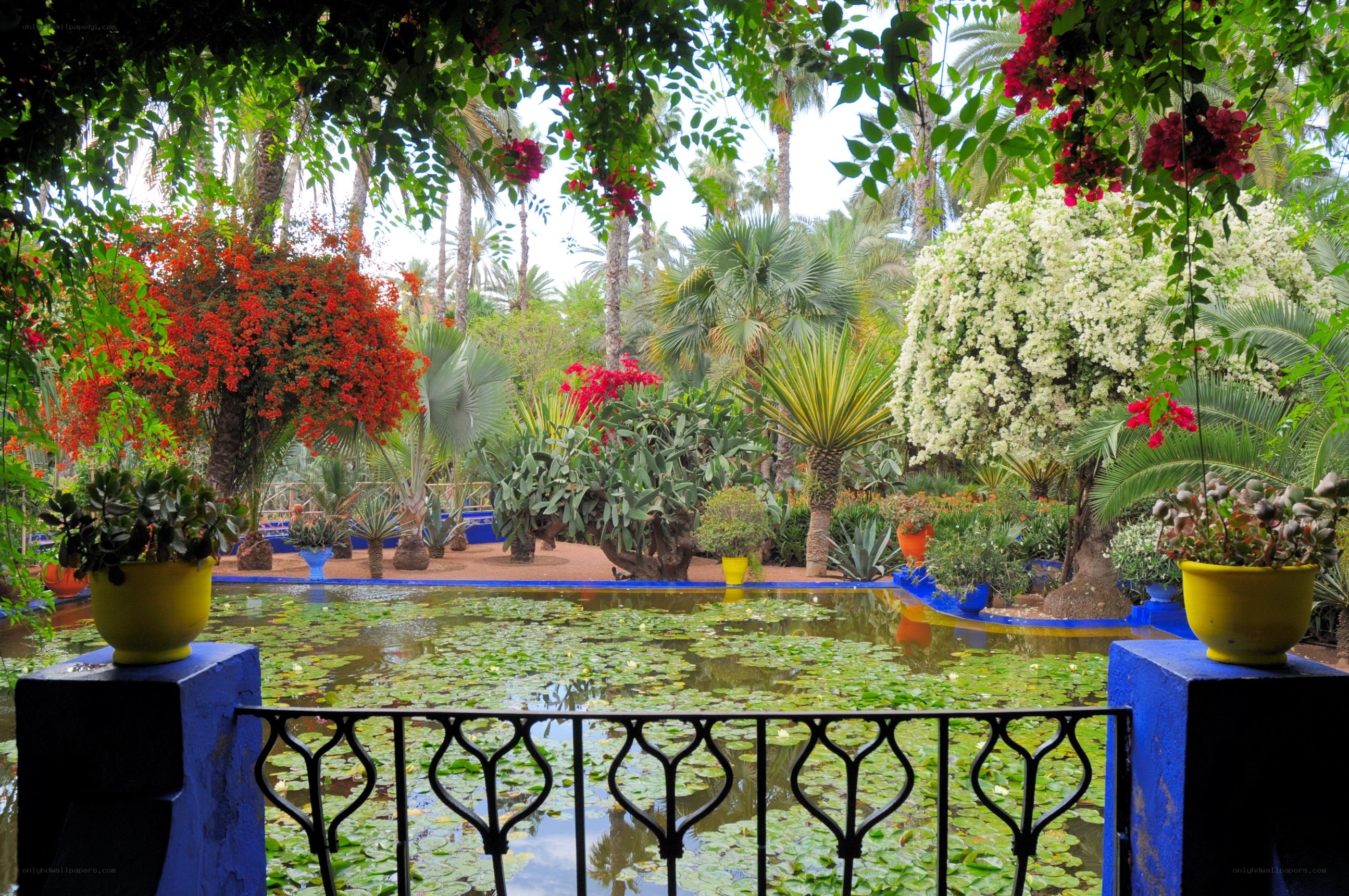 tropical garden with pond