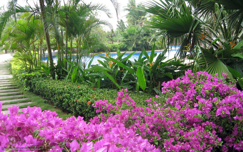 Tropical garden with pool