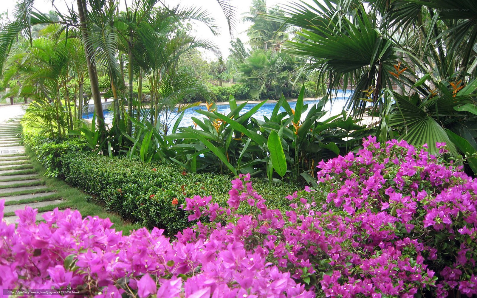 Tropical garden with pool