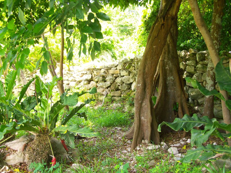 Tropical garden with stone wall