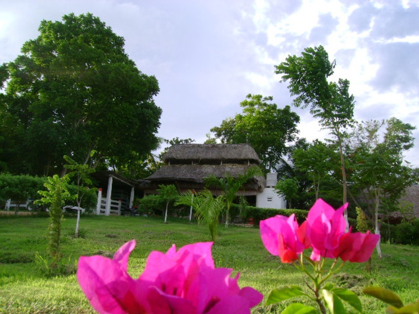 Tropical garden with thatched hut