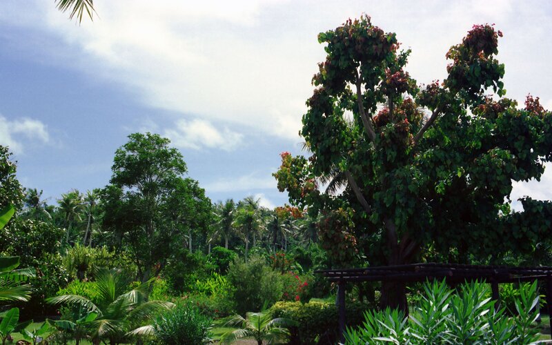 Tropical Garden with Trees