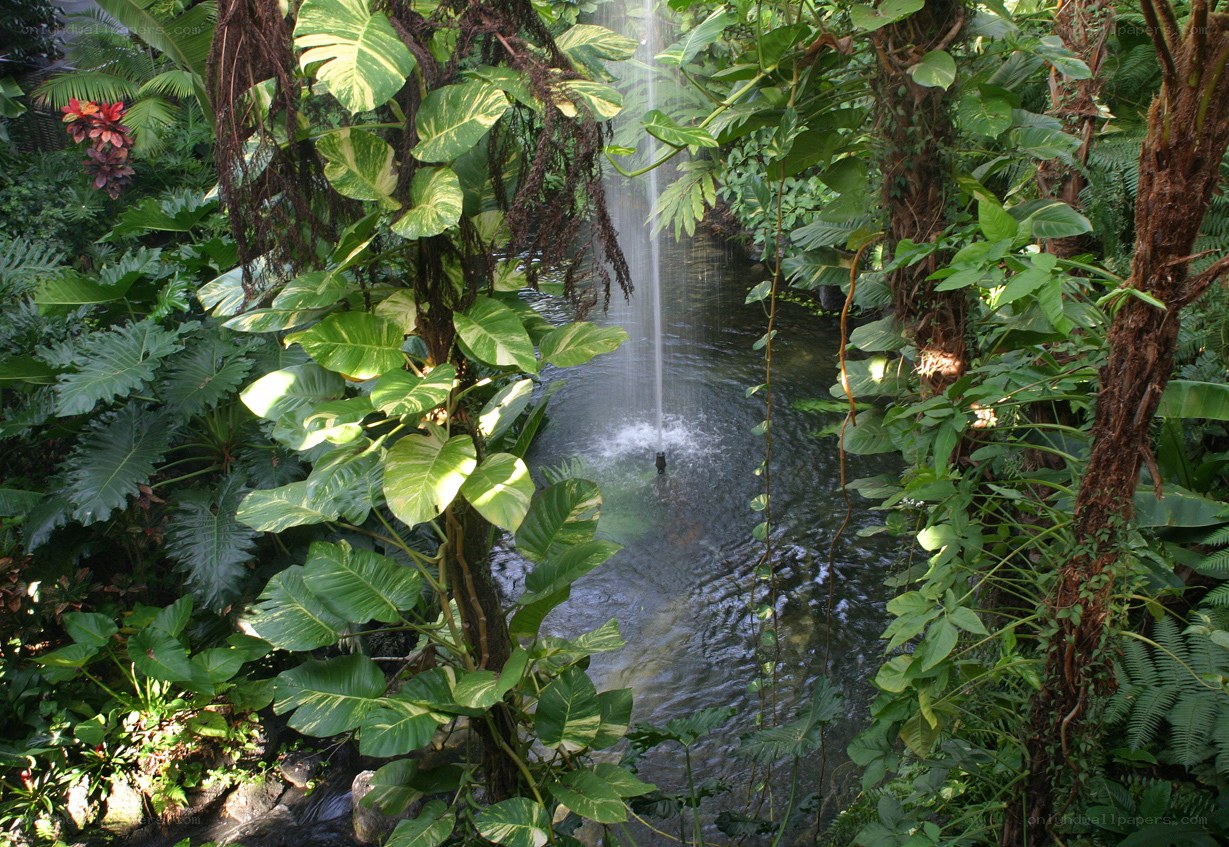 Tropical garden with waterfall
