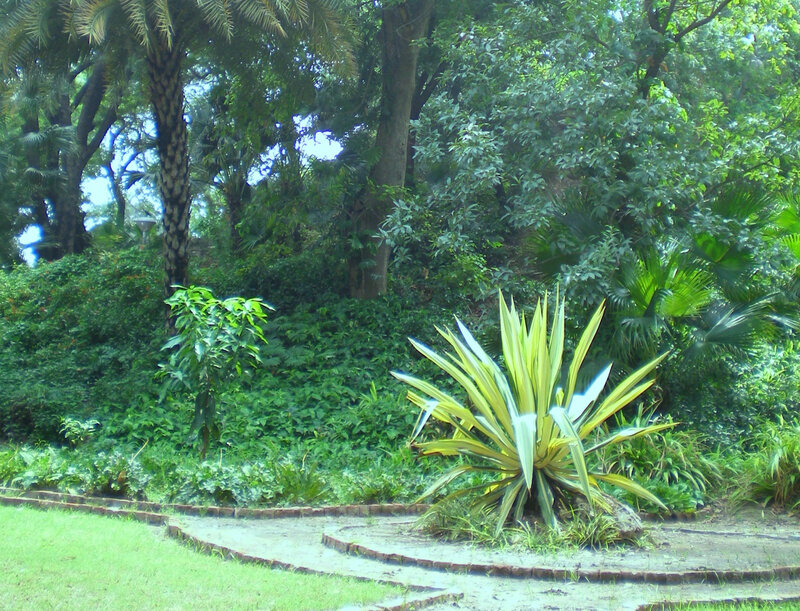 tropical garden with yucca plant