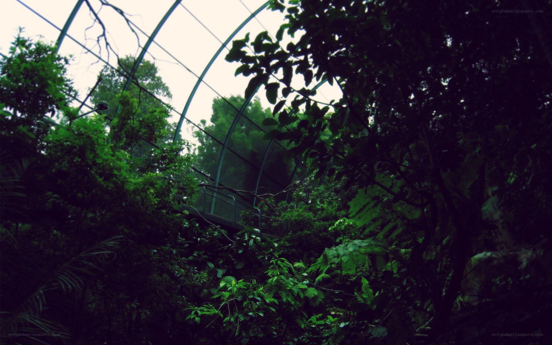 tropical greenhouse interior