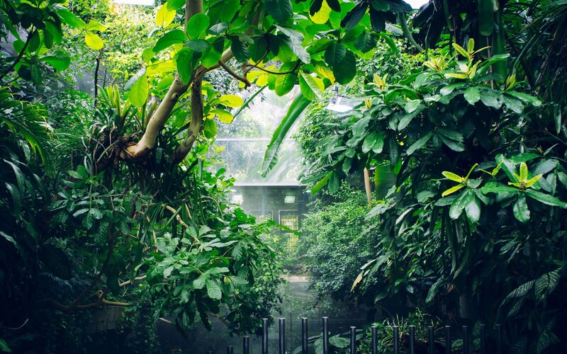 Tropical Greenhouse Interior — Green