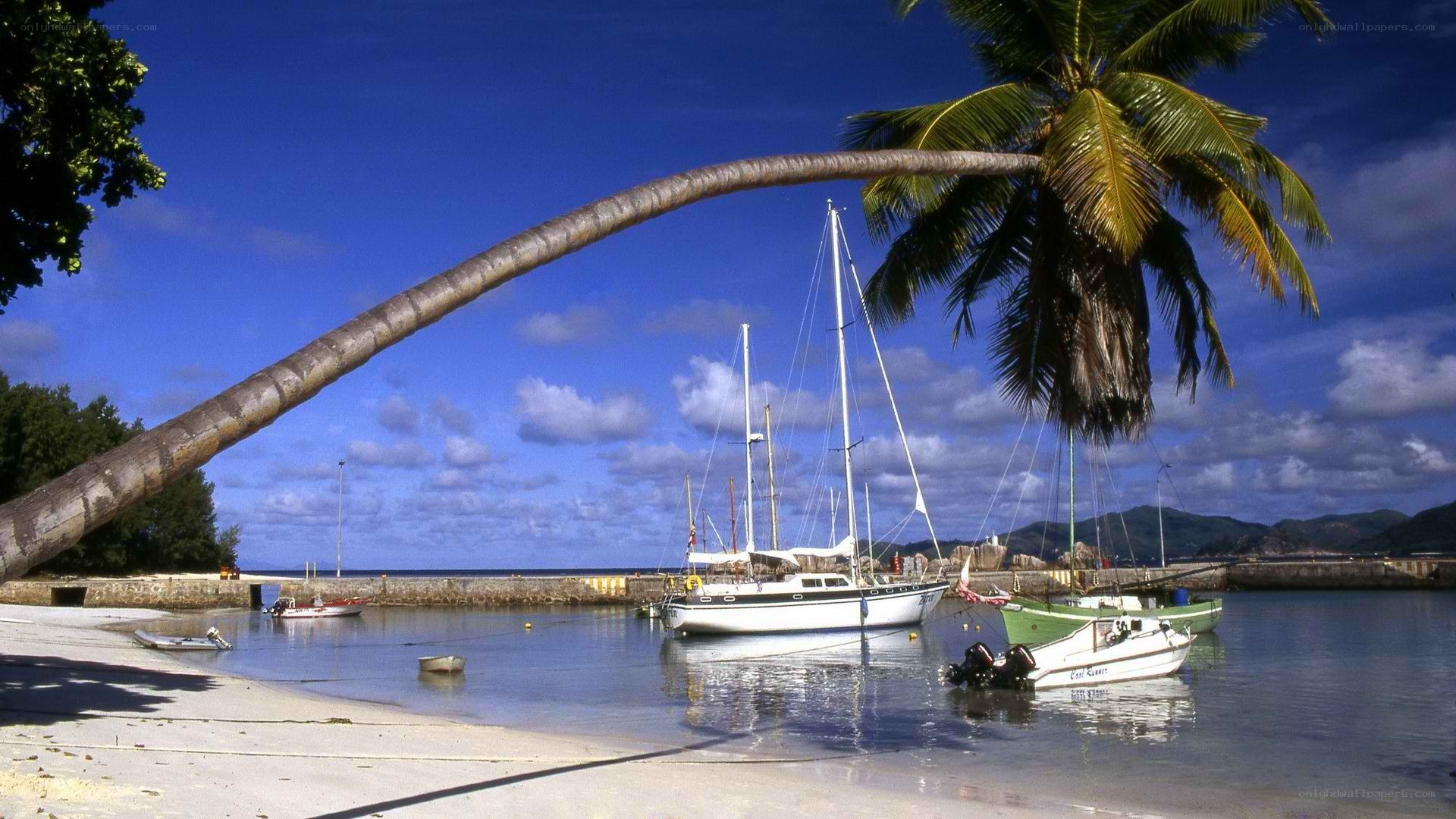 tropical harbor with leaning palm