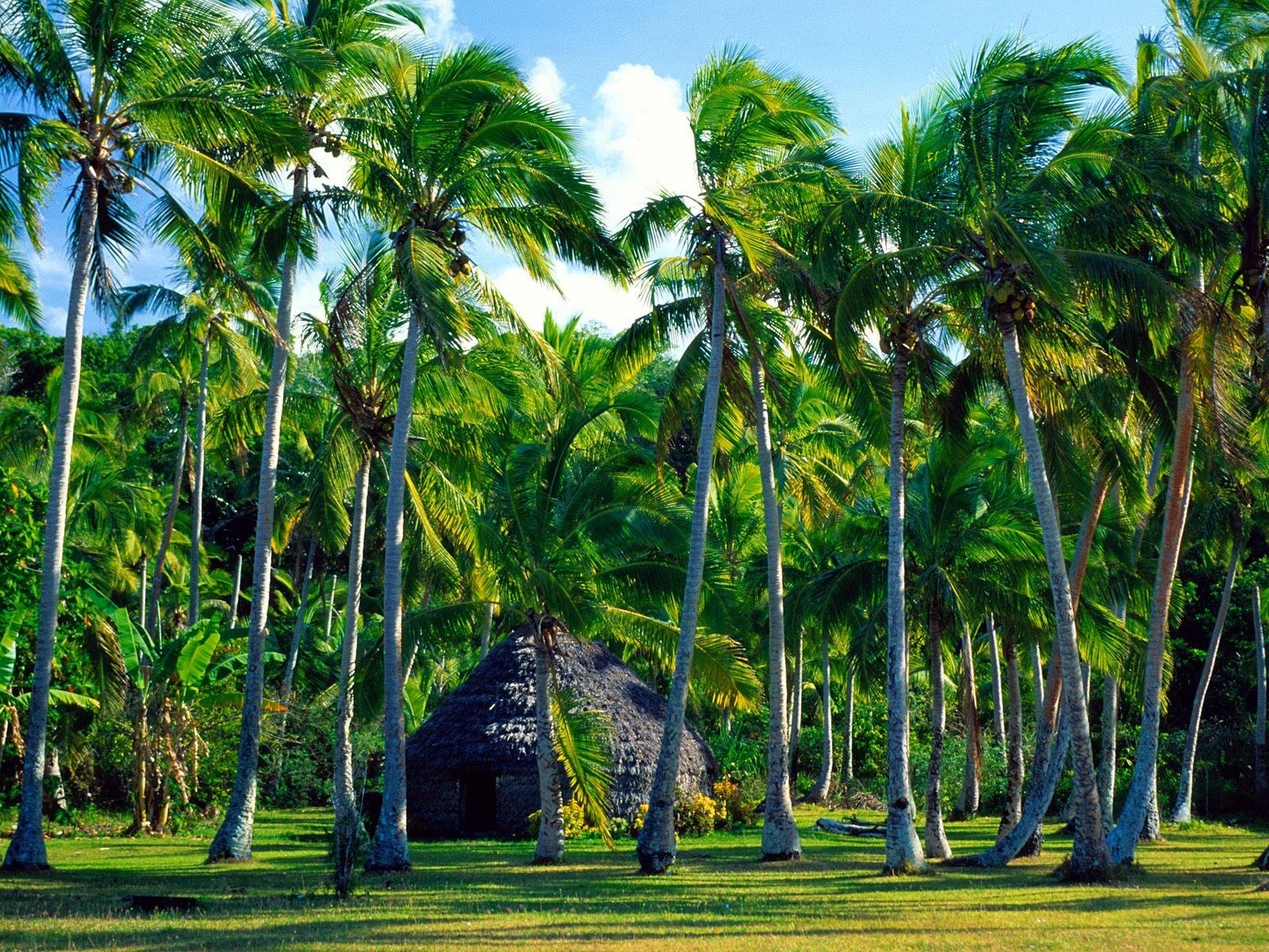 Tropical hut among palm trees