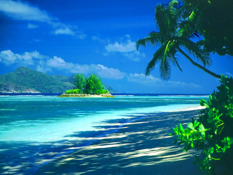 Tropical Island Beach — Blue, Serene, Afternoon, Photograph, Palm Tree