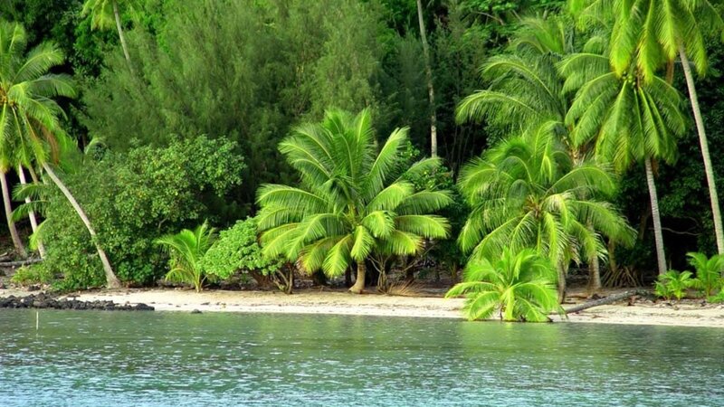 Tropical Island Beach — Green, Serene
