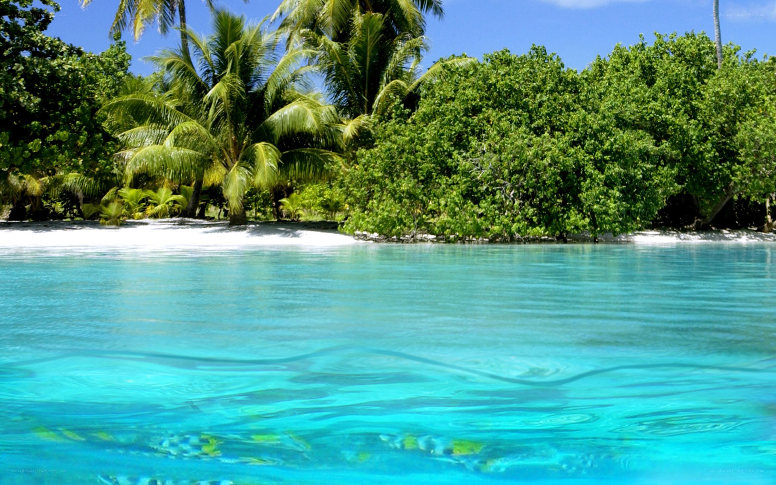 tropical island beach scene