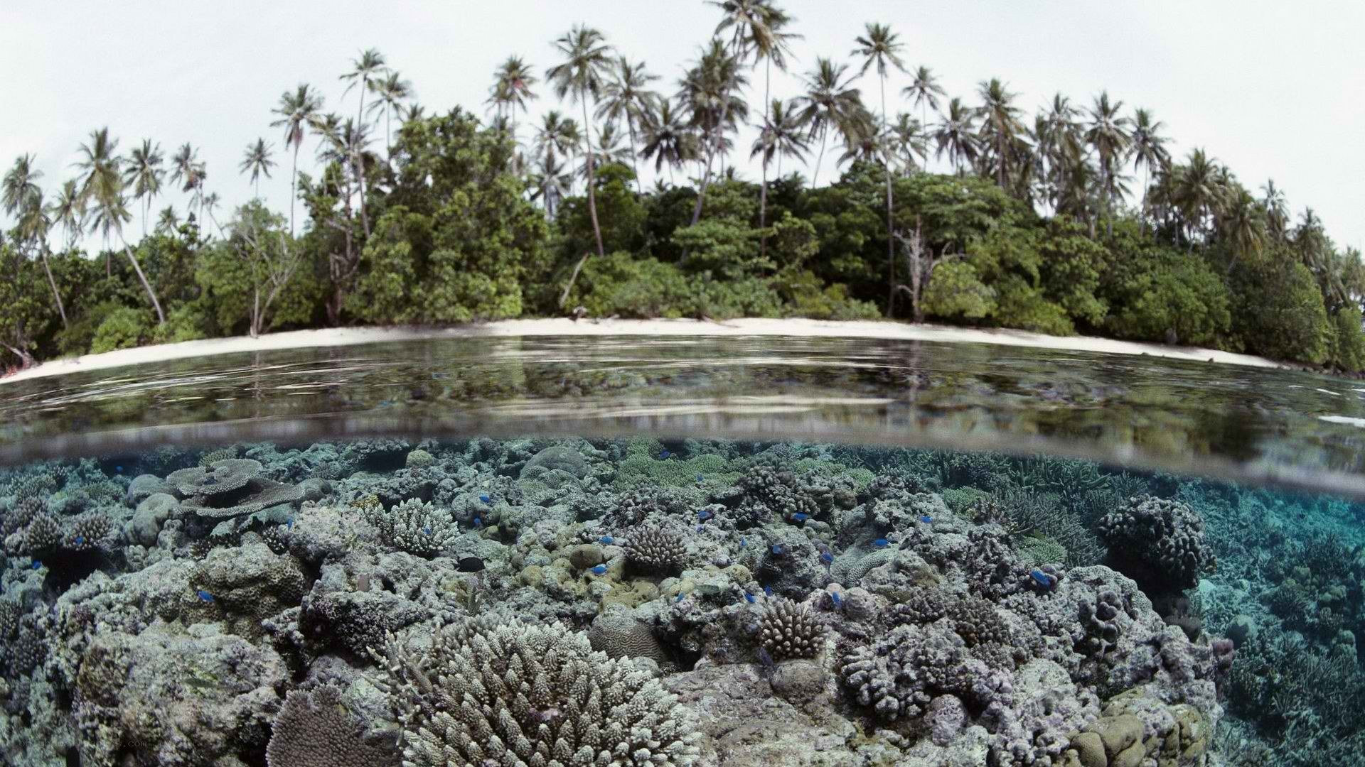 tropical island coral reef