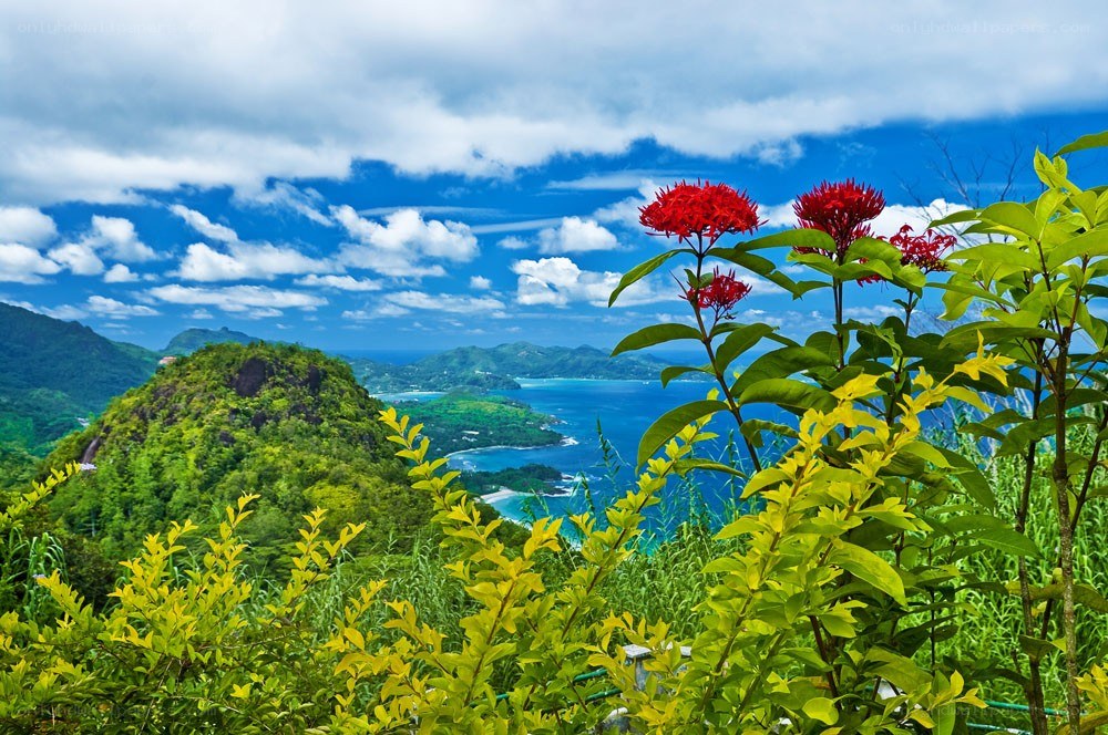 tropical island landscape