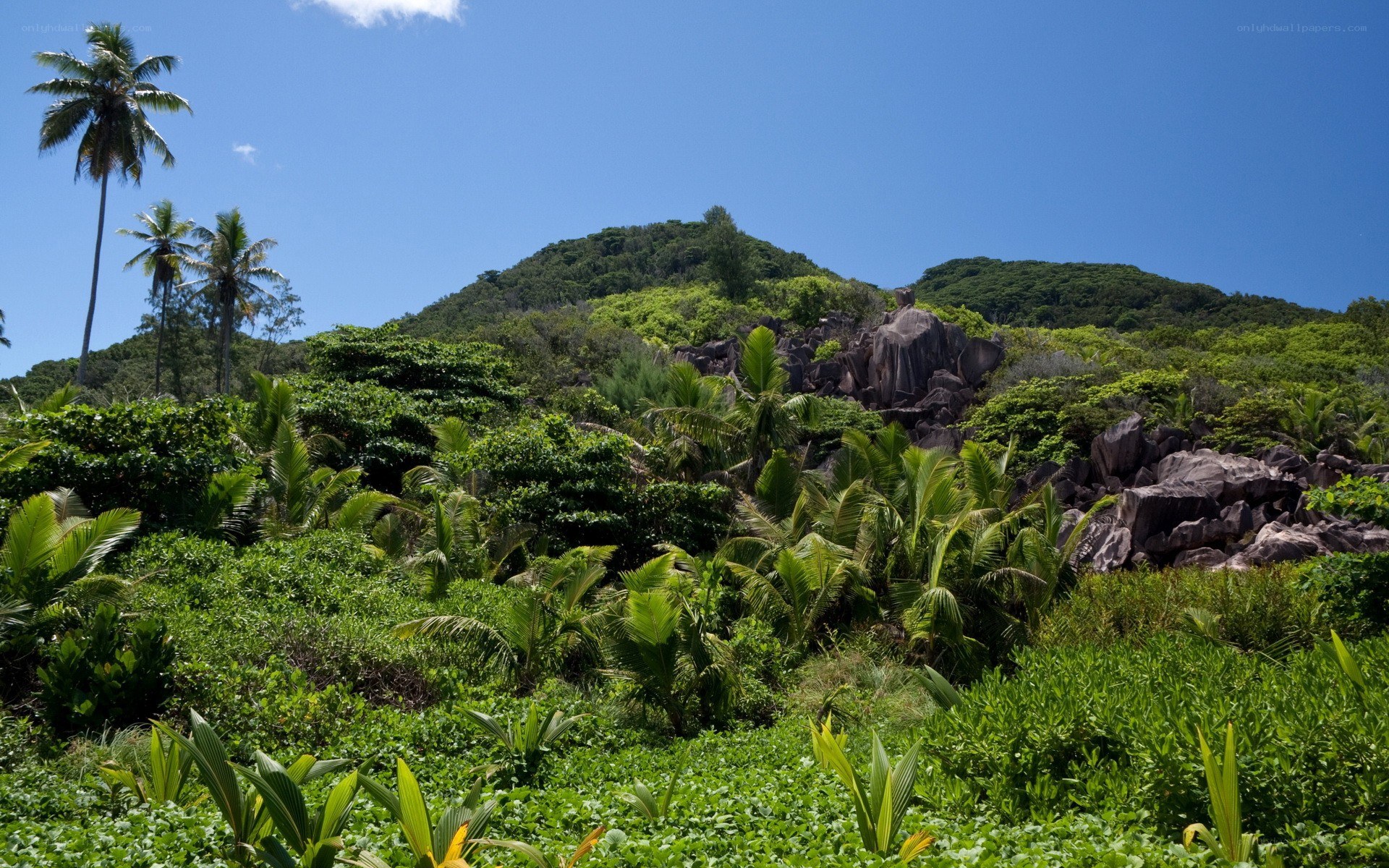 tropical island landscape