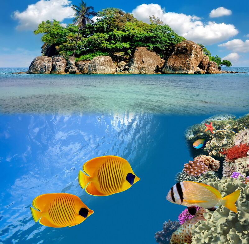 Tropical Island Reef — Blue, Serene, Afternoon, Photograph, Coral