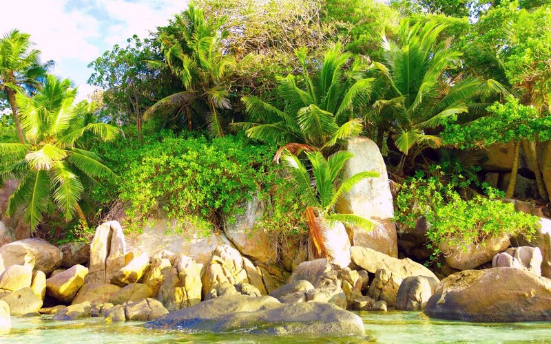 Tropical Island Shoreline — Green