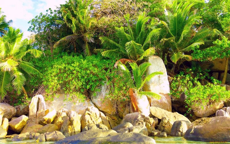 Tropical Island Shoreline