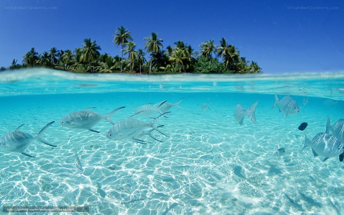 tropical island underwater scene