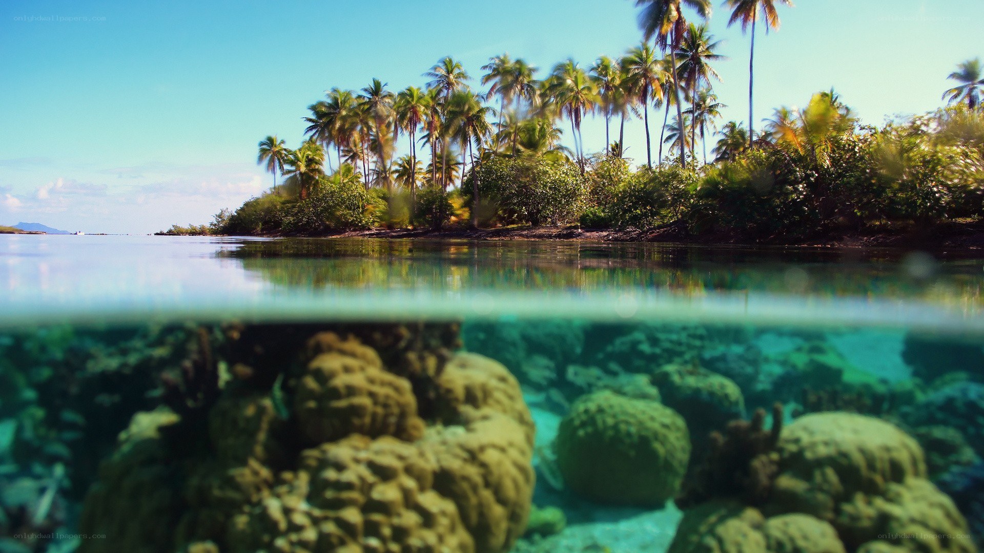 tropical island underwater view
