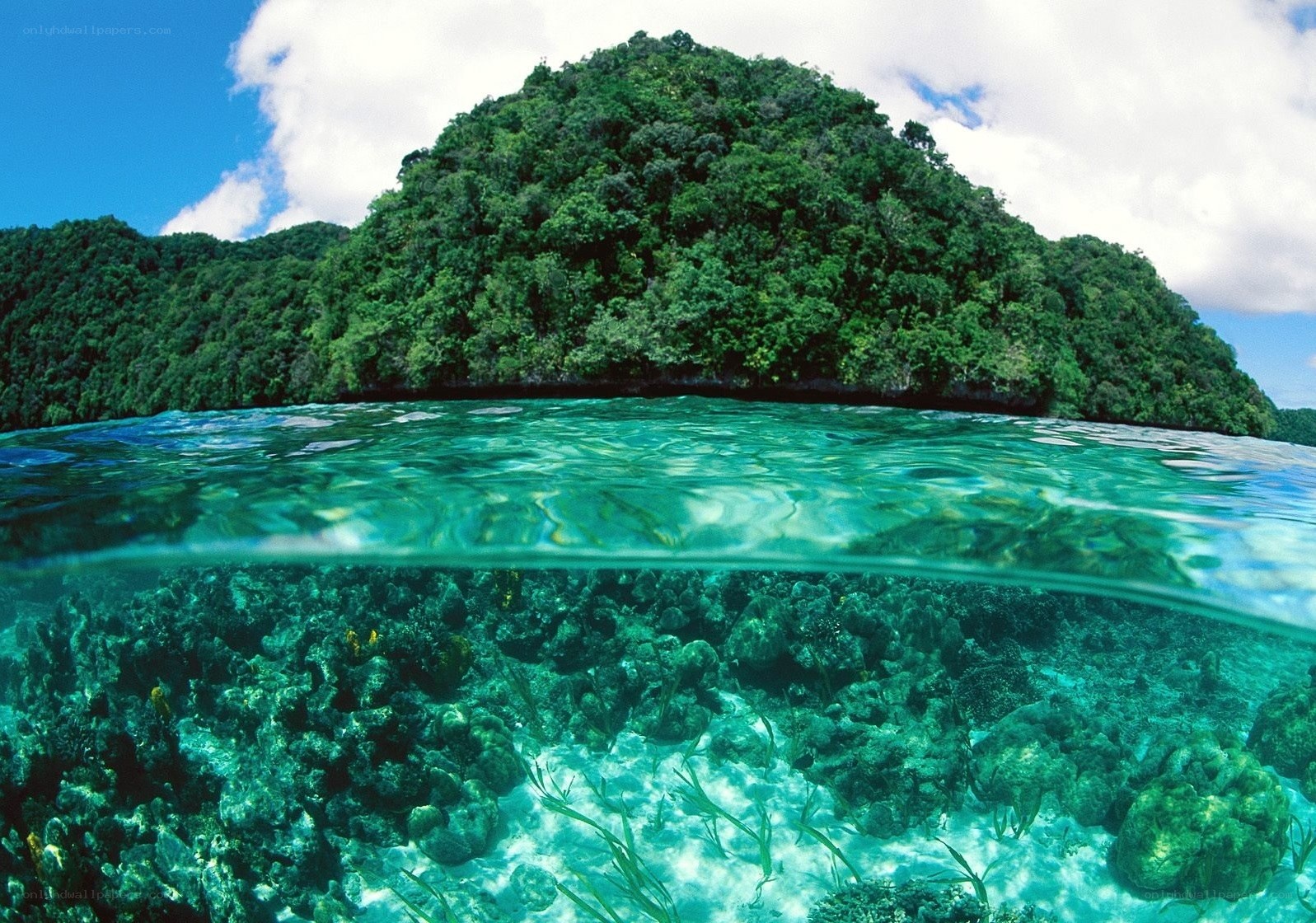 tropical island underwater view