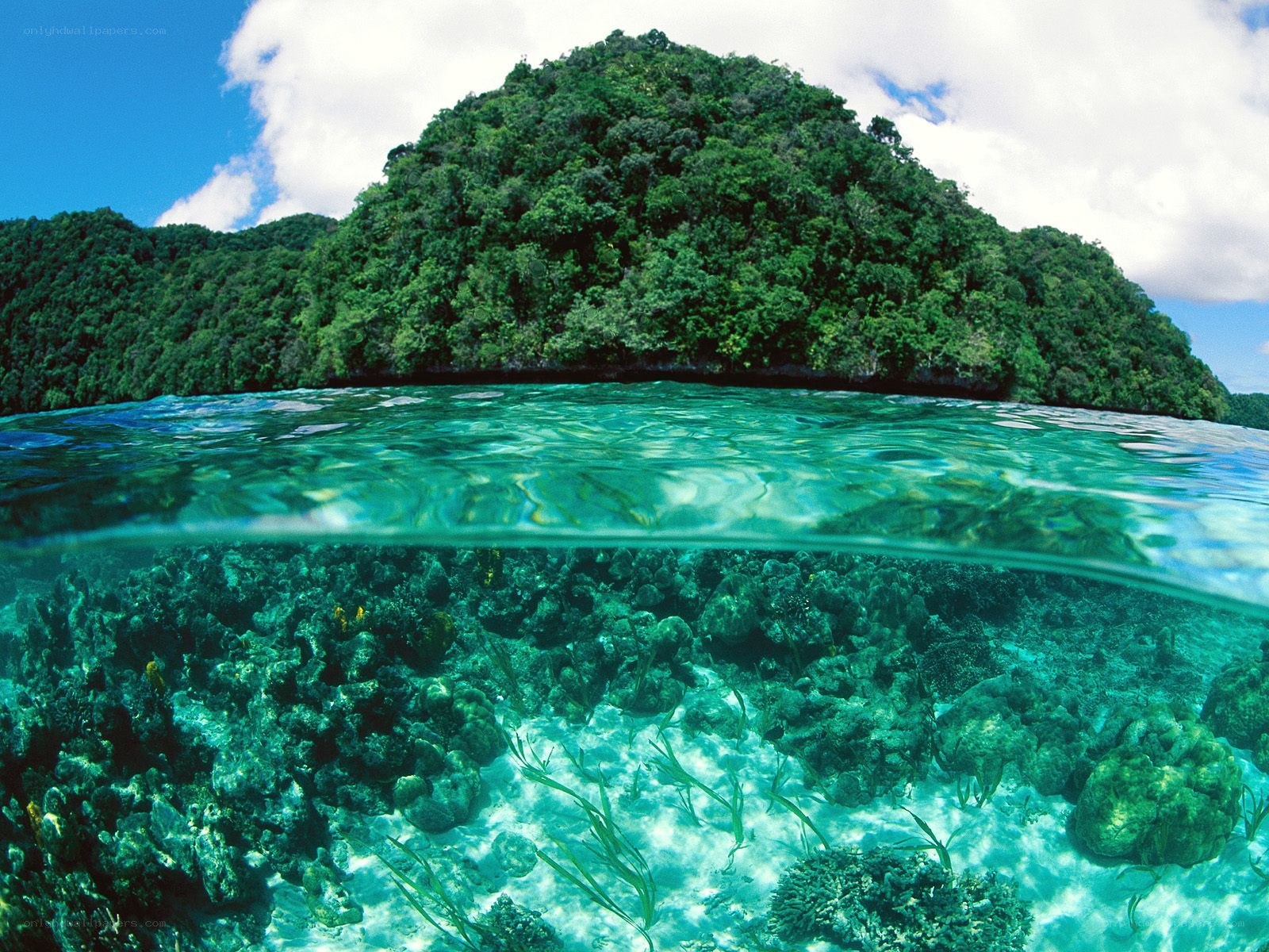 tropical island underwater view