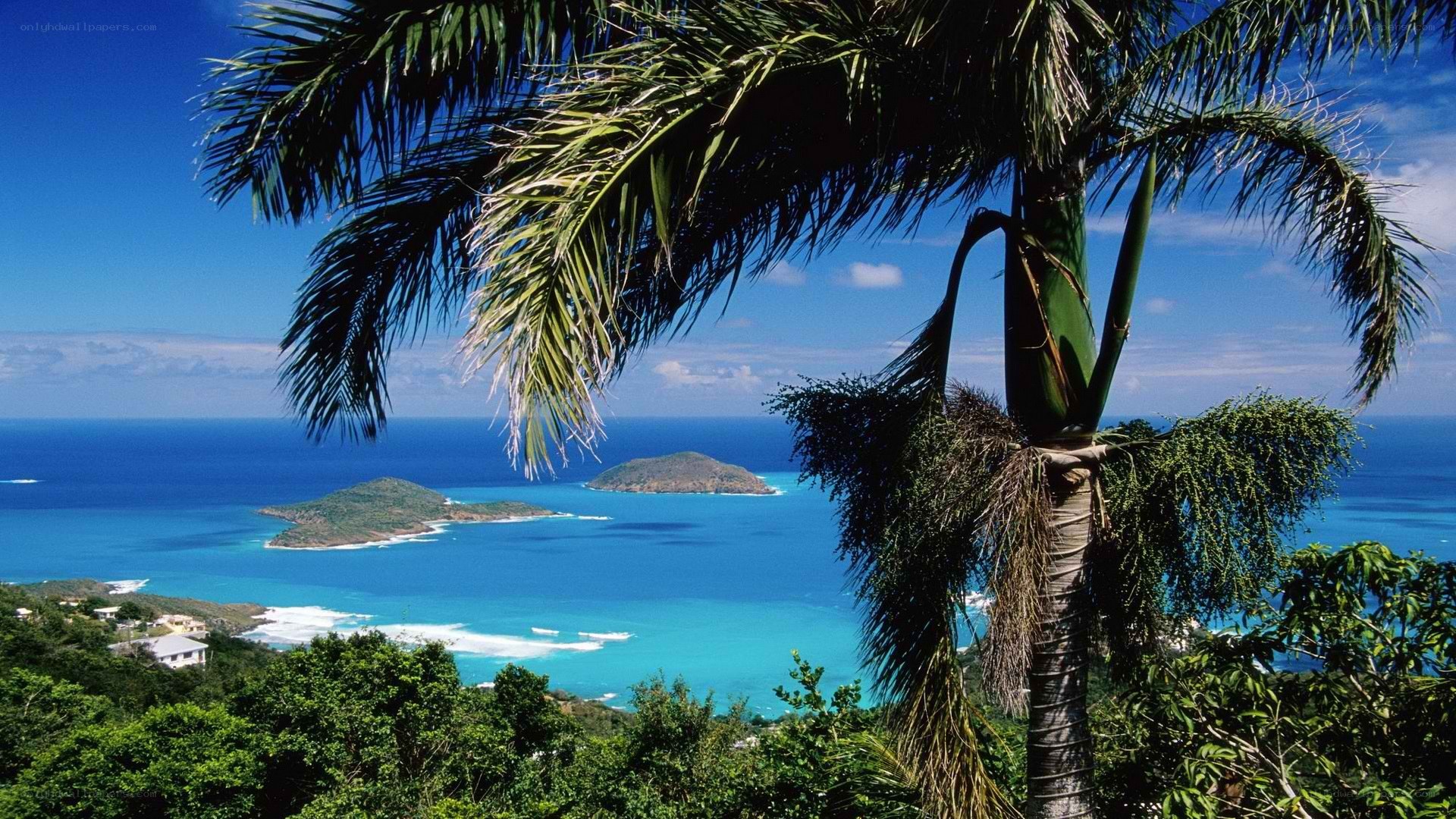 tropical island view with palm tree