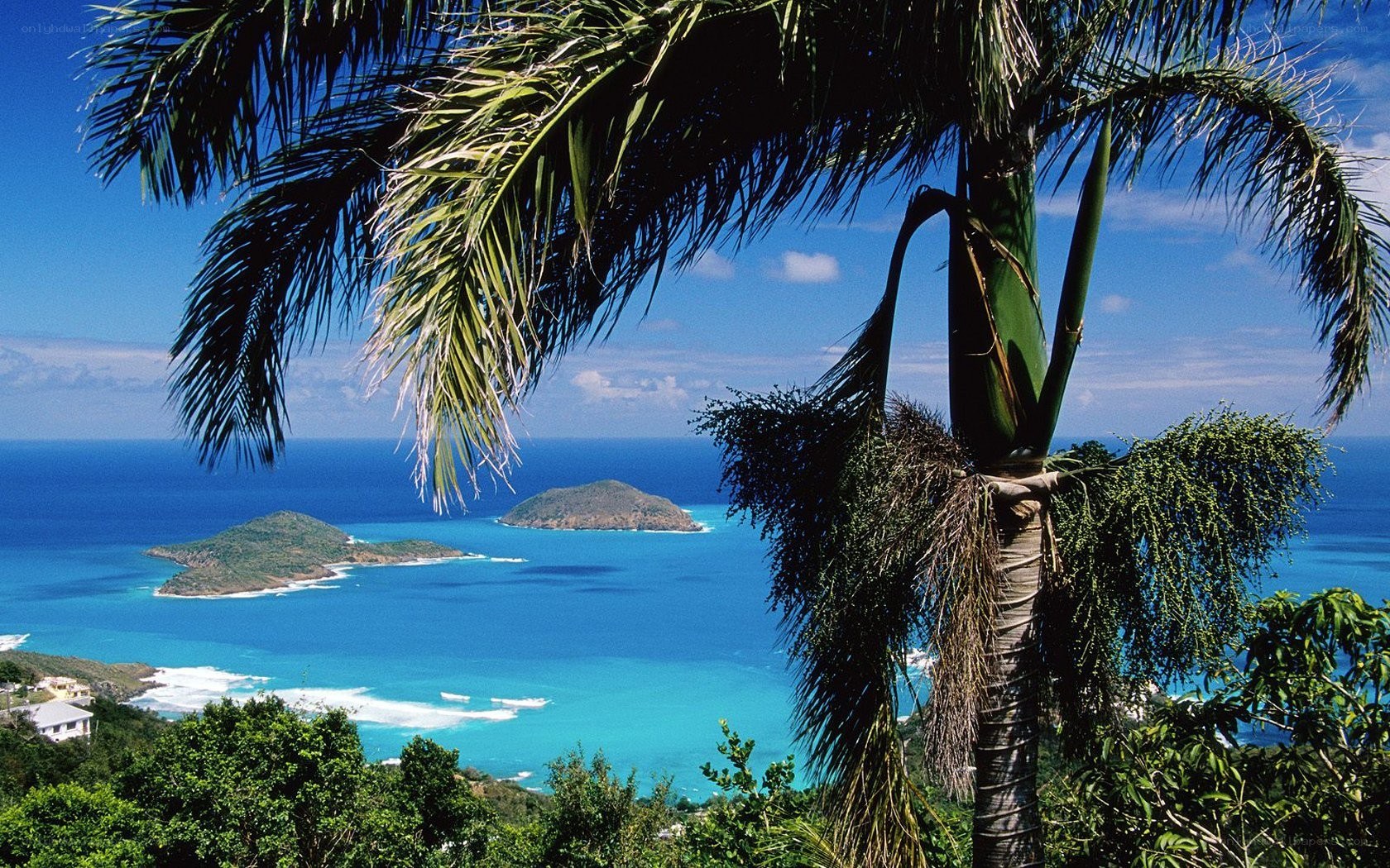 tropical island view with palm tree