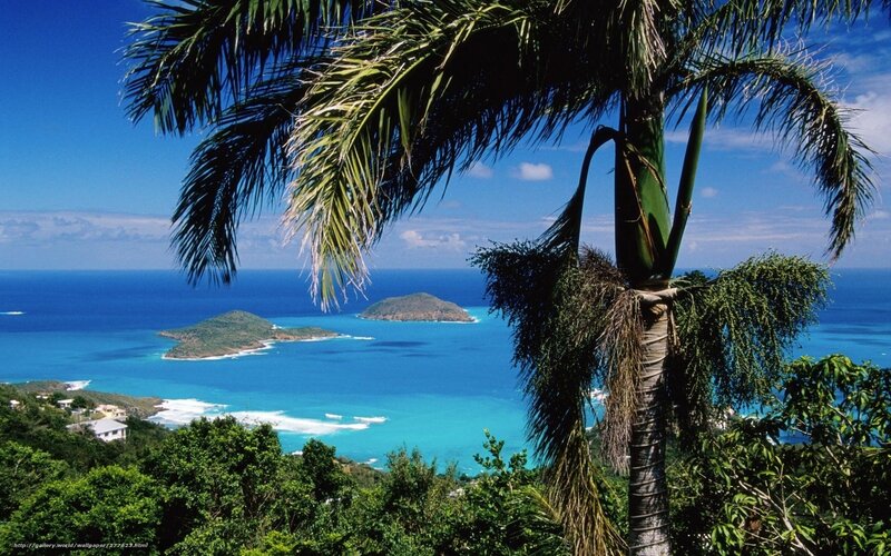 tropical island view with palm tree