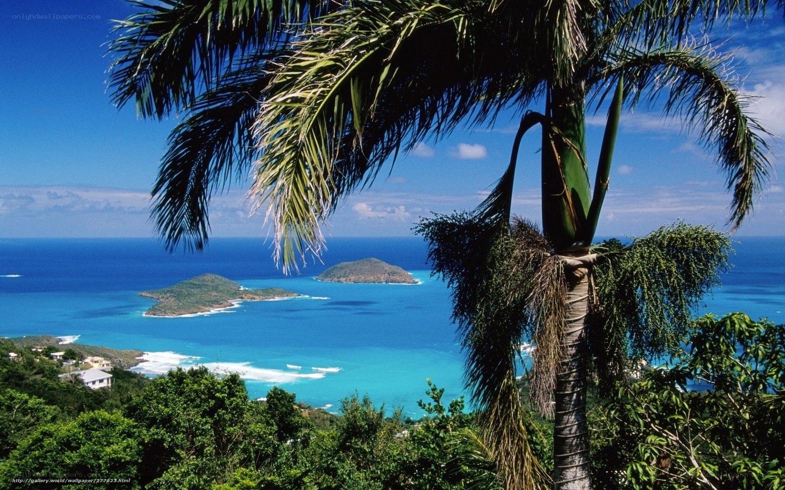 tropical island view with palm tree