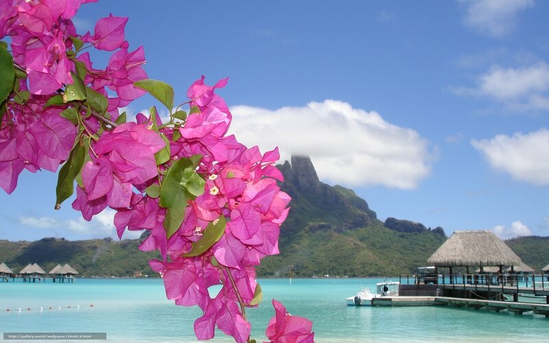 Tropical island with bougainvillea