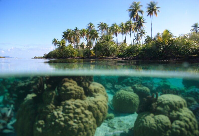 Tropical Island with Coral — Blue