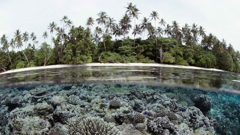 tropical island with coral reef