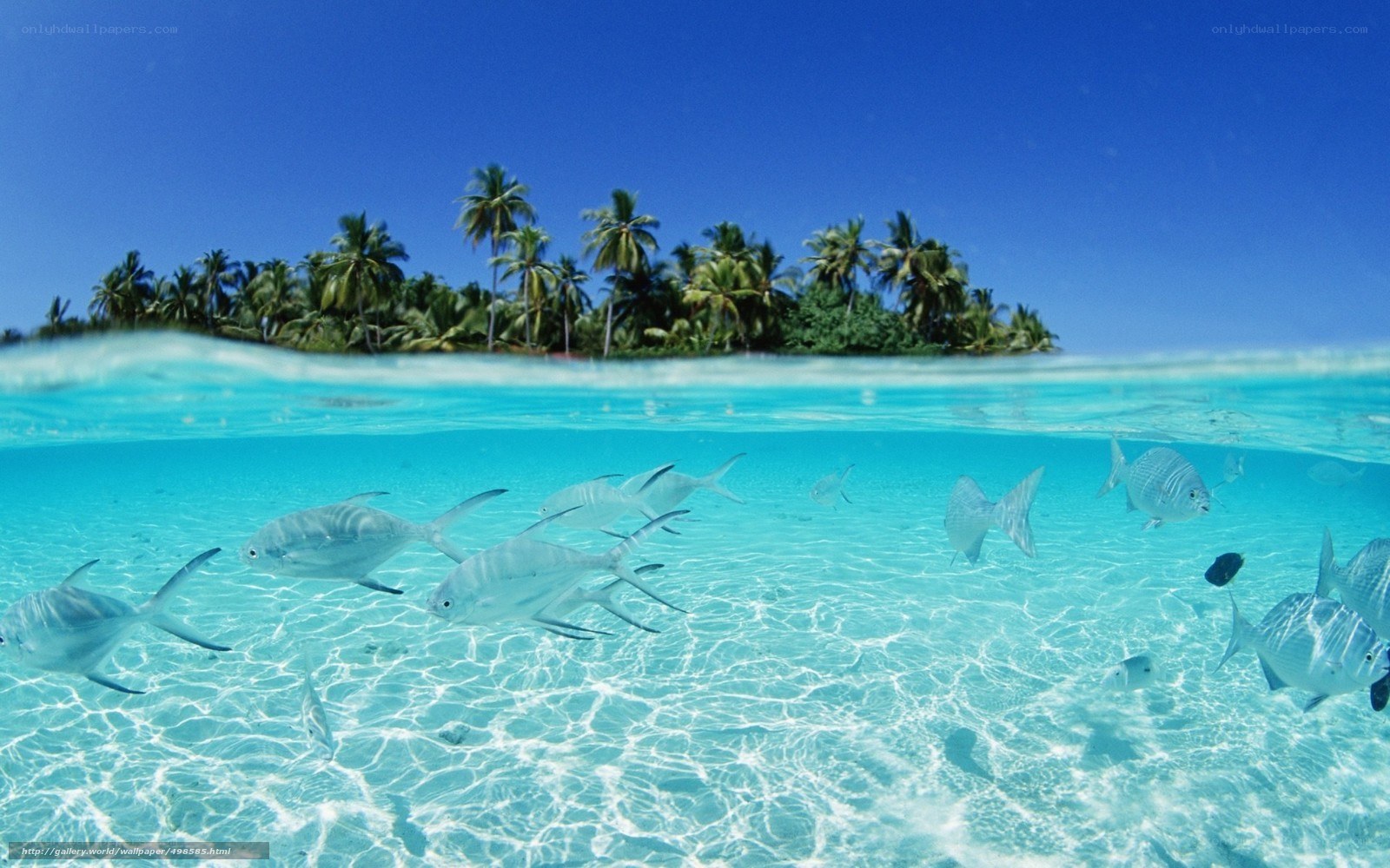 tropical island with fish
