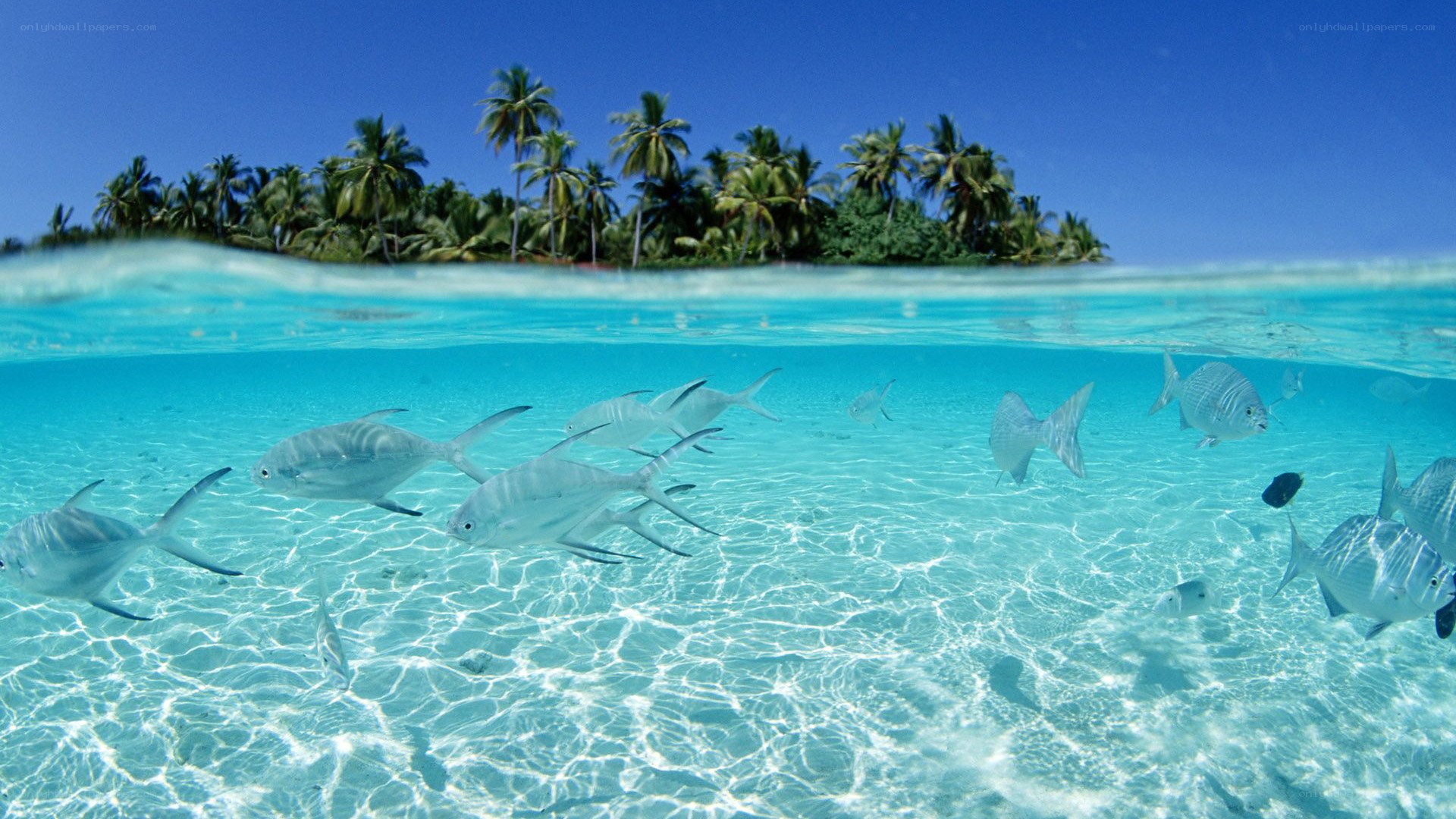 tropical island with fish