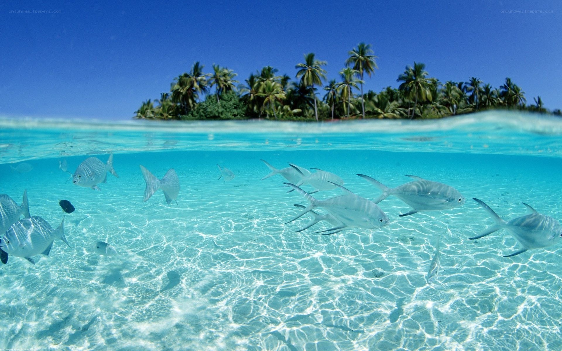 tropical island with fish