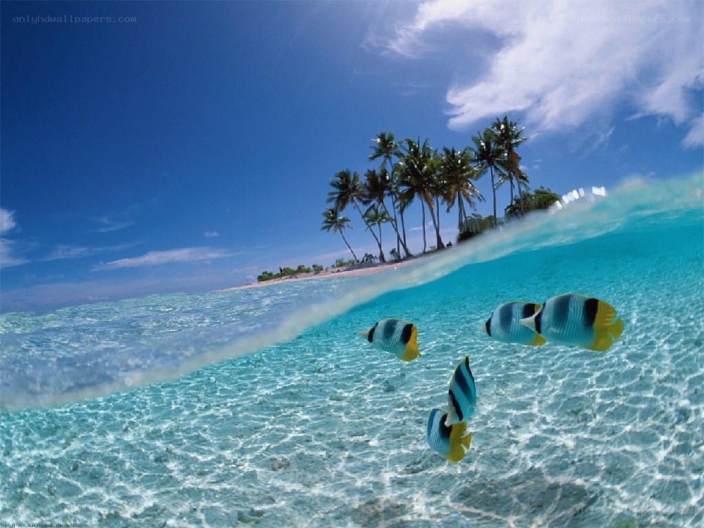 Tropical island with fish