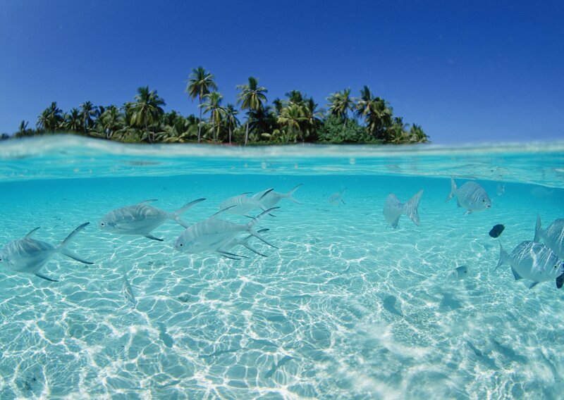 tropical island with fish