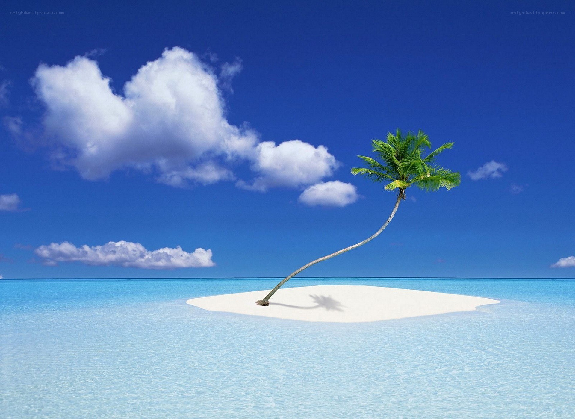 tropical island with palm tree