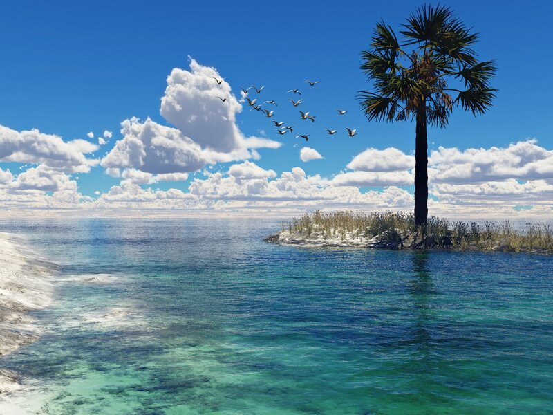 Tropical island with palm tree