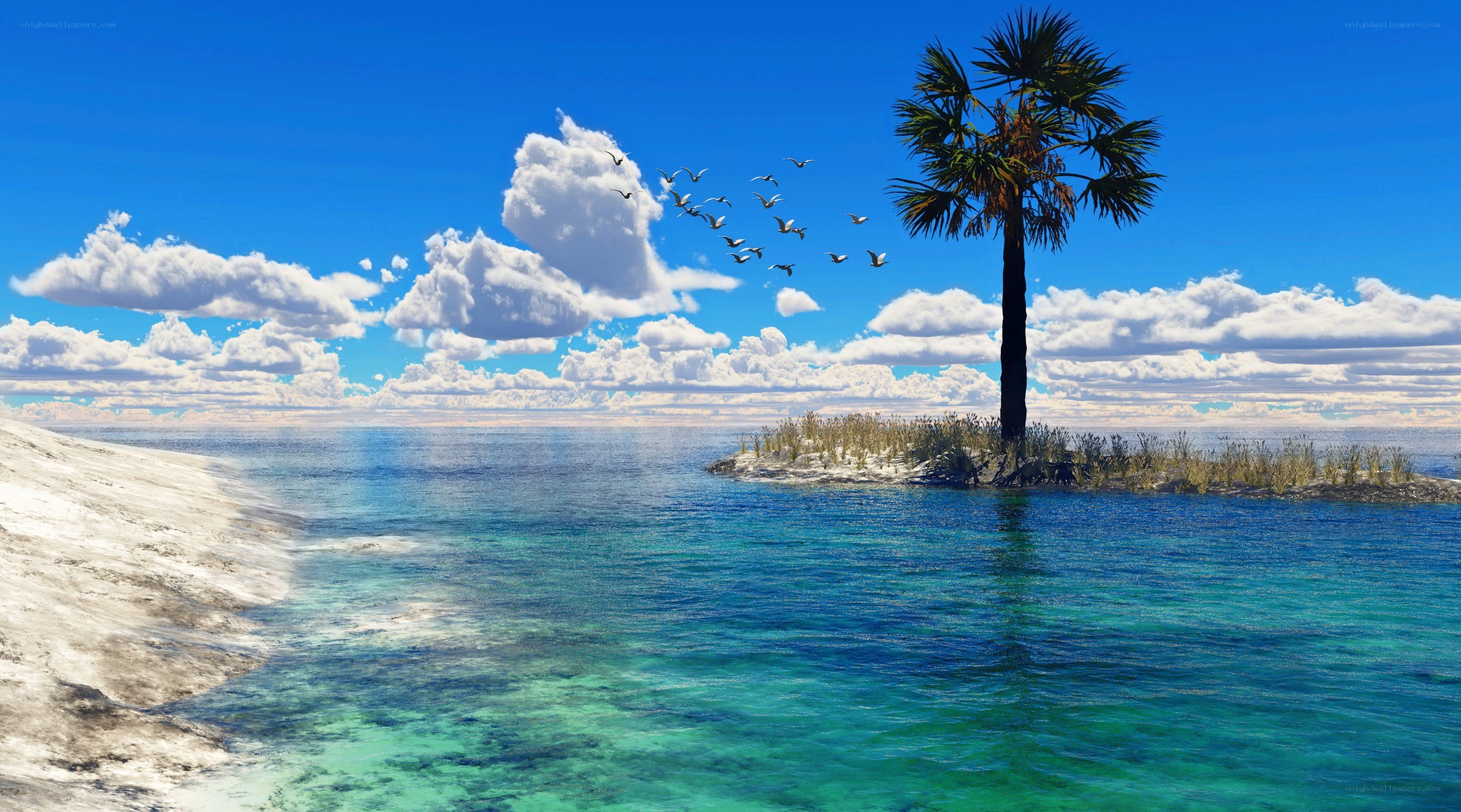 tropical island with palm tree