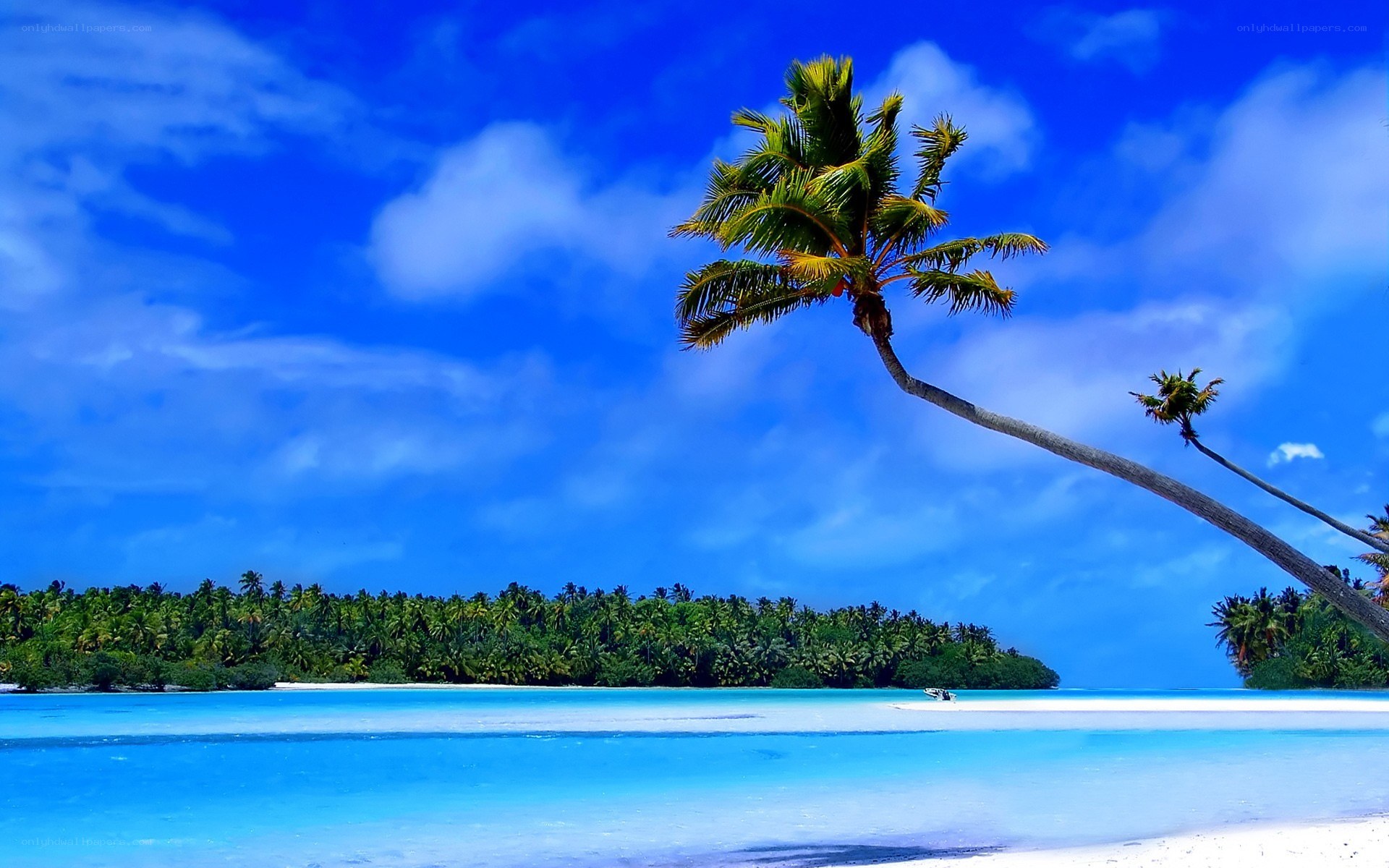tropical island with palm tree