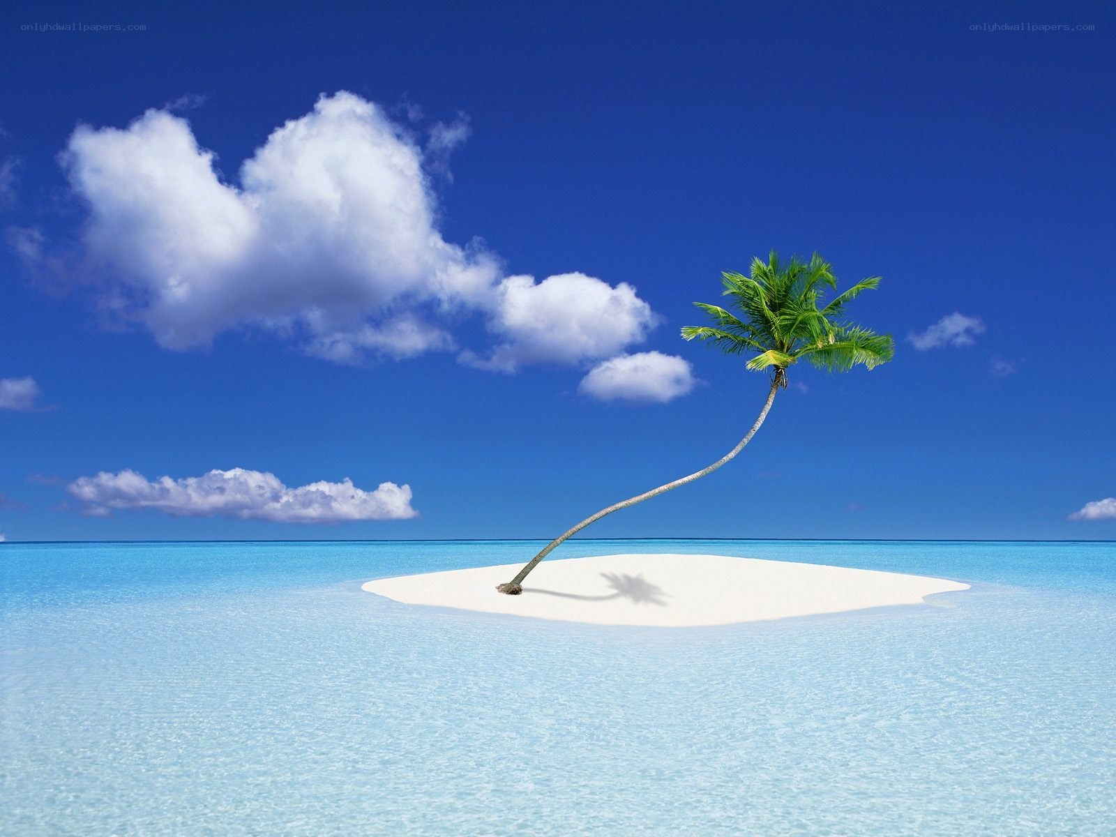 tropical island with palm tree