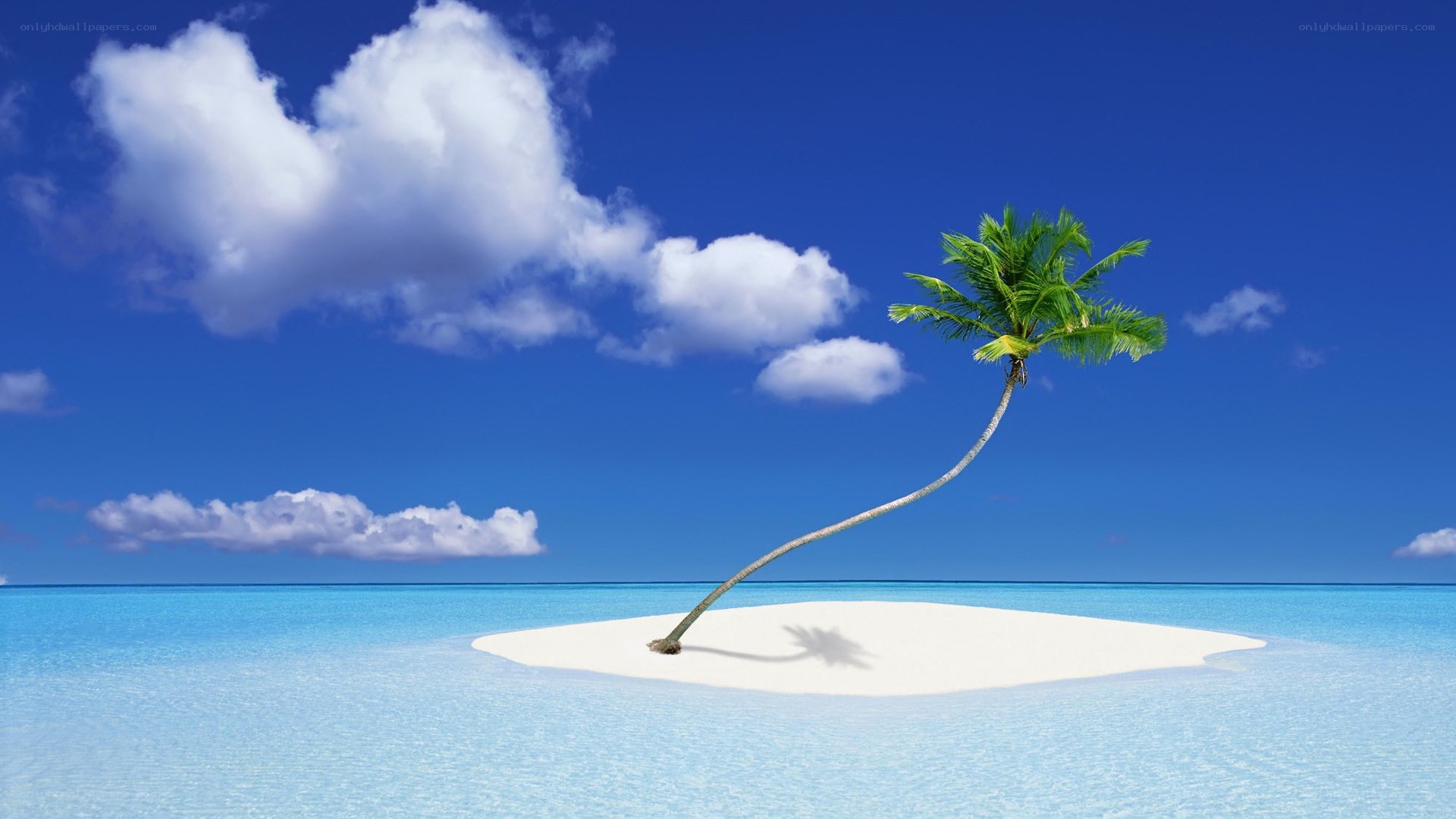 tropical island with palm tree