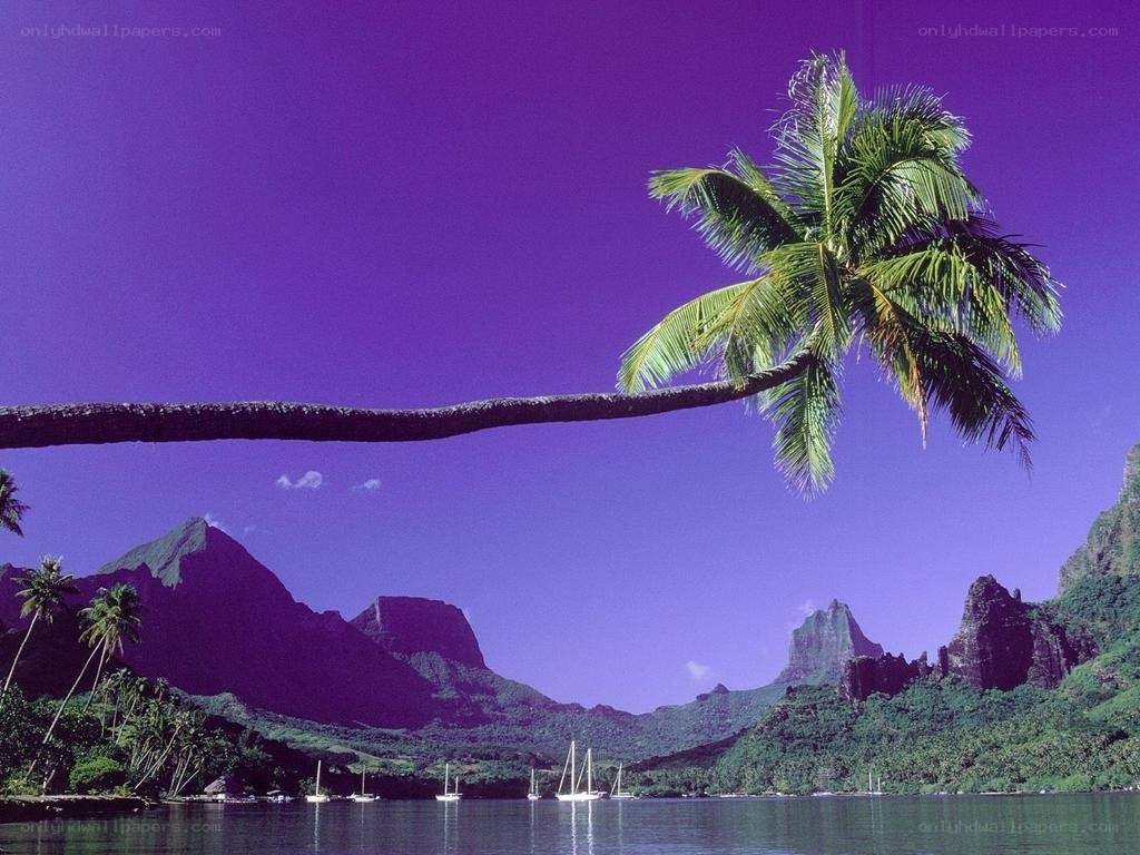 tropical island with palm tree