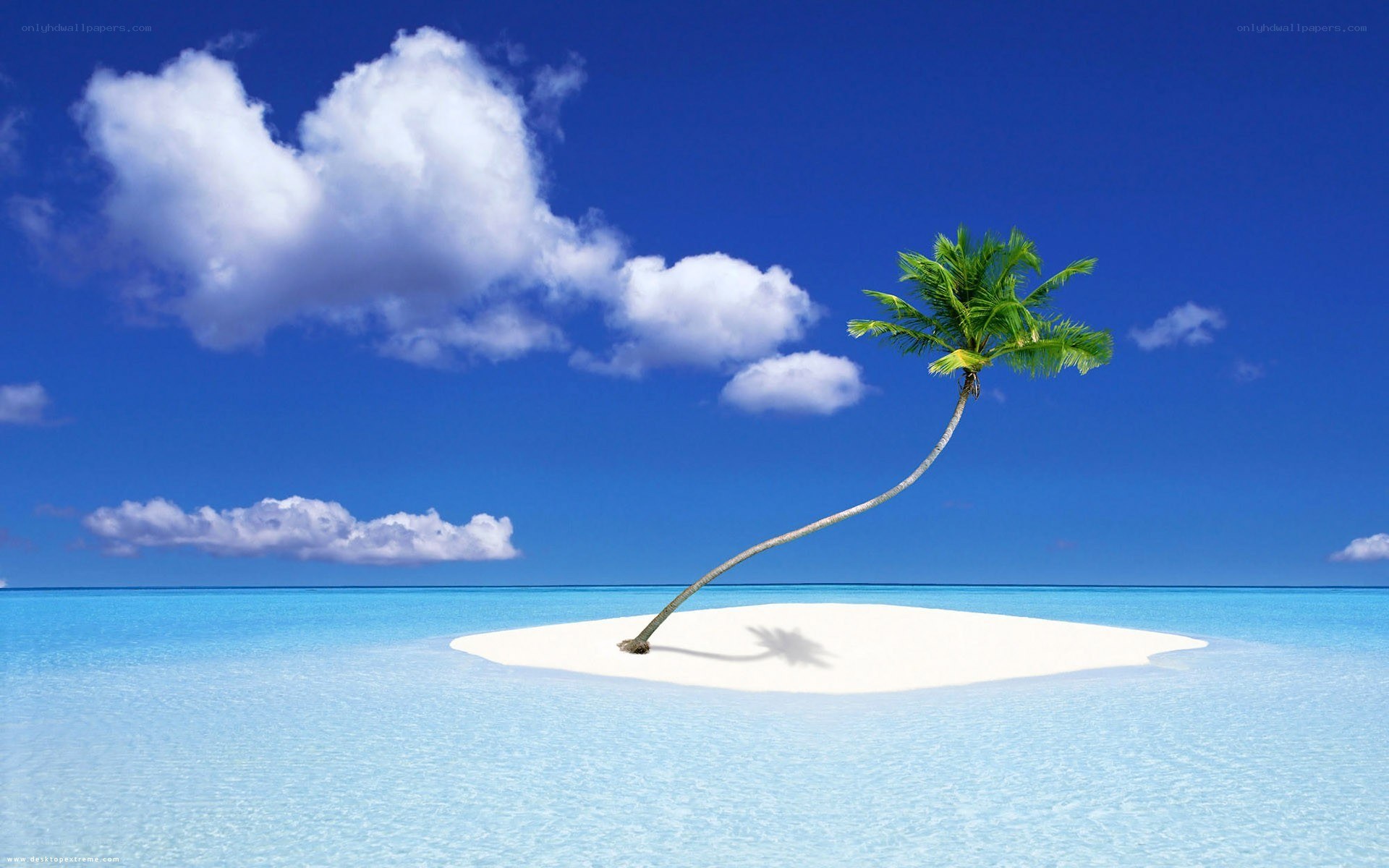 tropical island with palm tree