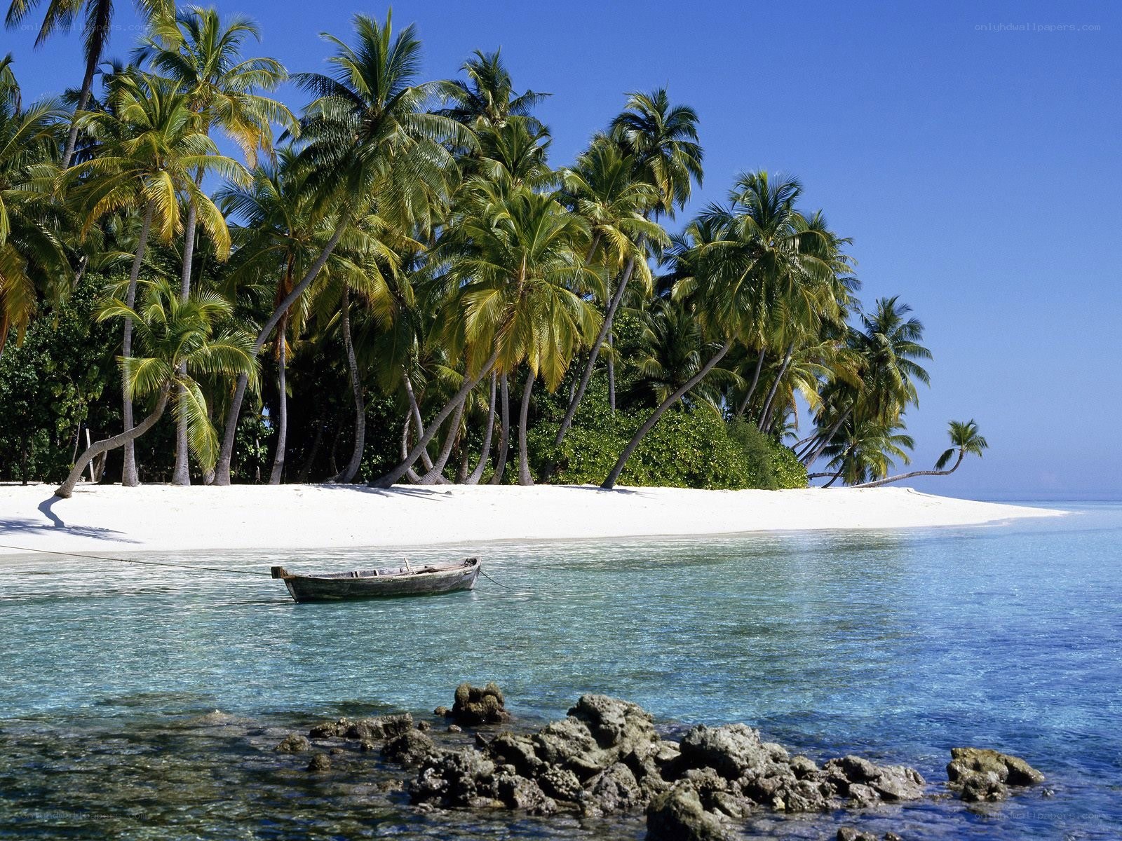 tropical island with palm trees
